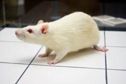 c3_new-graft-technique-bladder-rat